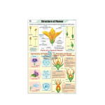 Structutre of Flower Chart